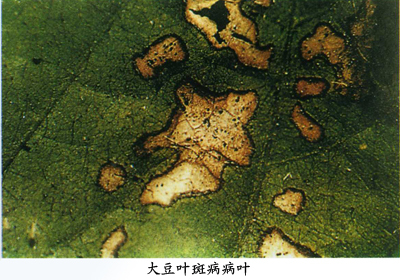 大豆叶斑病病叶