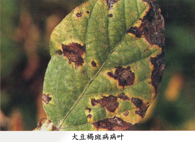 大豆褐斑病病叶