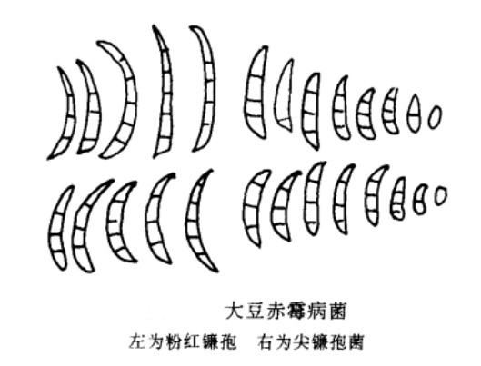 病原特征