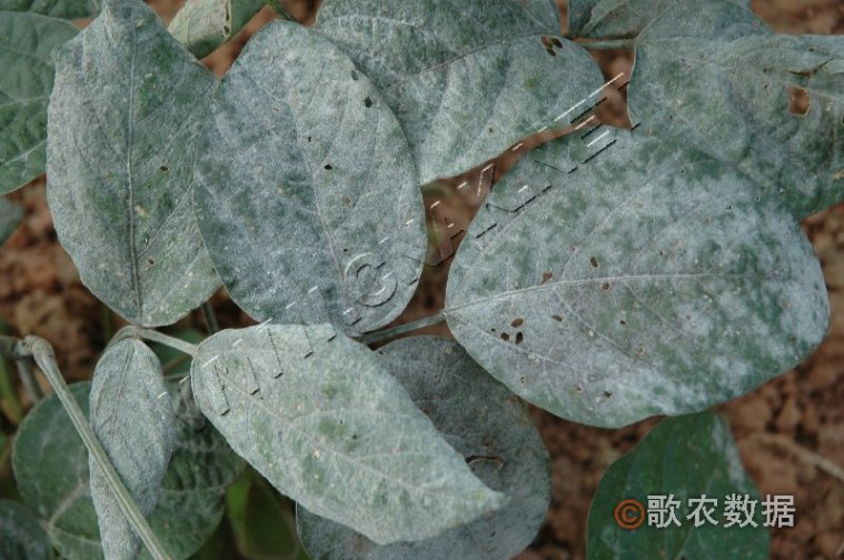 大豆白粉病患病图片