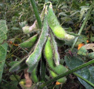 大豆菌核病