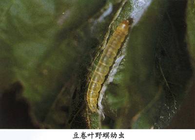 概述图