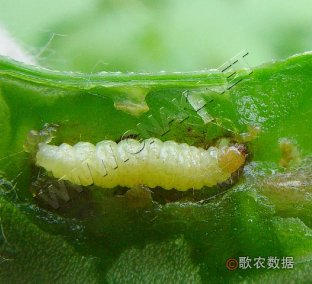 豆荚斑螟—幼虫