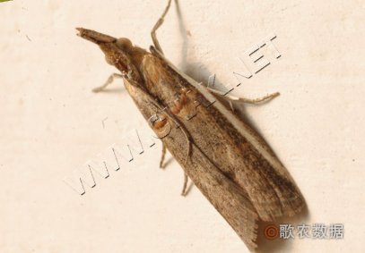 豆荚斑螟—成虫