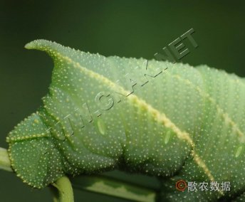 豆天蛾幼虫5