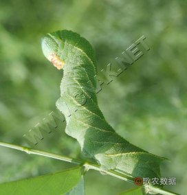 豆天蛾幼虫4