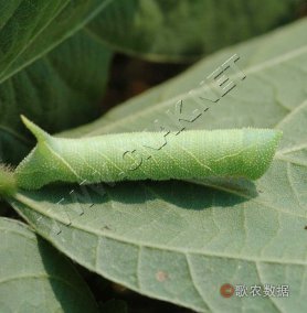 豆天蛾幼虫2