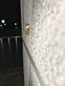 银纹夜蛾