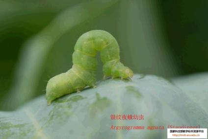 银纹夜蛾