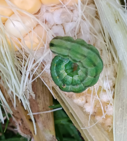 棉铃虫幼虫