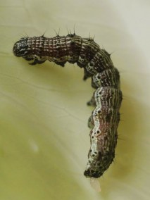 棉铃虫幼虫