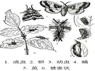 概述图