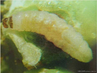 大豆食心虫