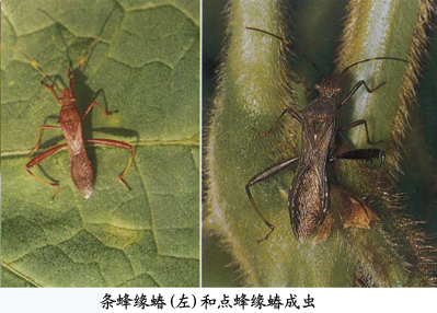 条蜂缘蝽和点蜂缘蝽成虫