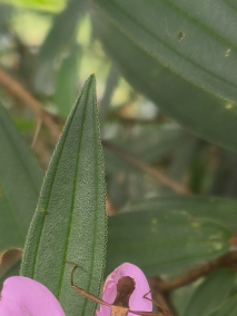 条蜂缘蝽