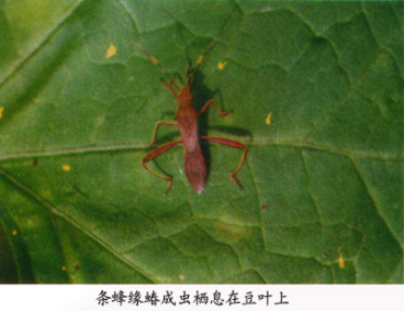 条蜂缘蝽
