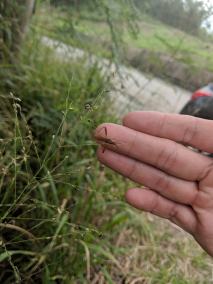 条蜂缘蝽