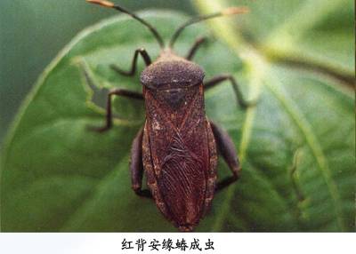 概述图