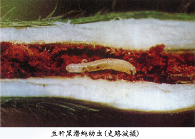 豆秆黑潜蝇幼虫图