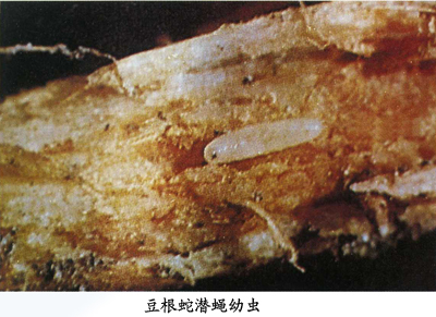 豆根蛇潜蝇幼虫图