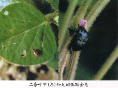 二条叶甲