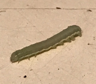 甜菜夜蛾幼虫