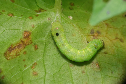 甜菜夜蛾幼虫