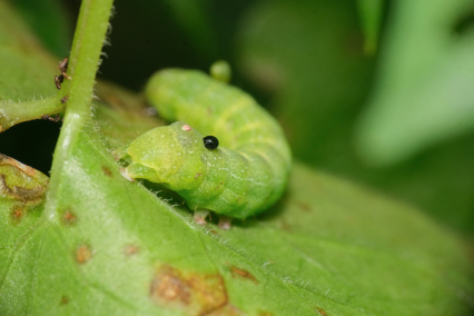 甜菜夜蛾幼虫