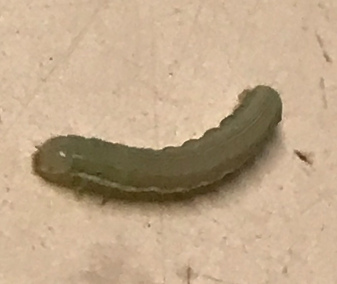 甜菜夜蛾幼虫