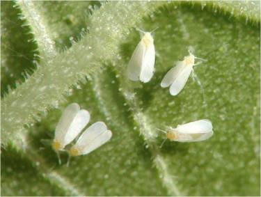 烟粉虱