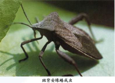 斑背安缘蝽成虫形态图