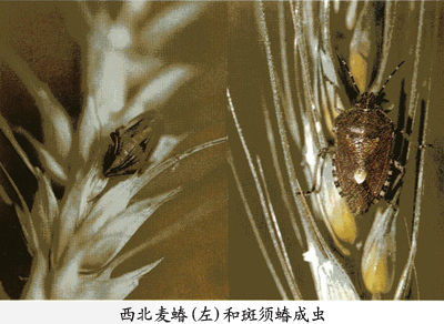 斑须蝽