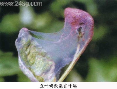 豆叶螨危害图