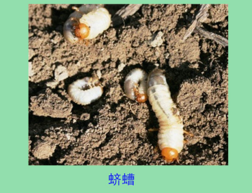 蛴螬