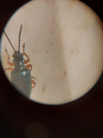 粟负泥虫