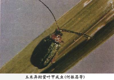 概述图