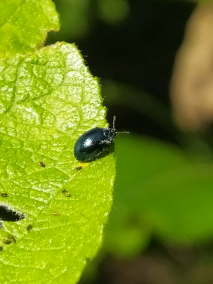 柳蓝叶甲