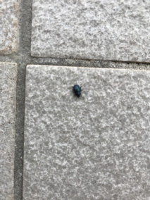 柳蓝叶甲