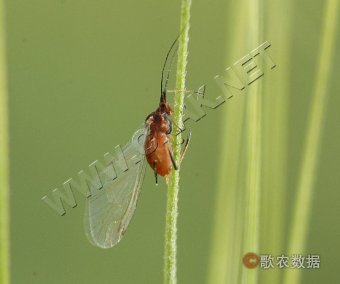 禾谷缢管蚜