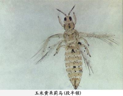 概述图
