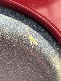 赤须盲蝽