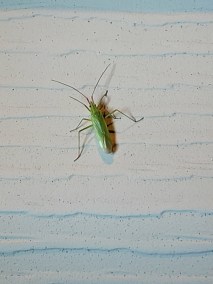 赤须盲蝽