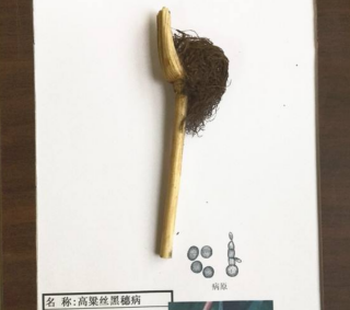 高粱丝黑穗病