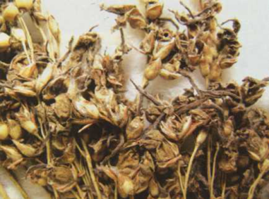 高粱散黑穗病