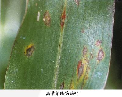 高粱紫轮病相关图