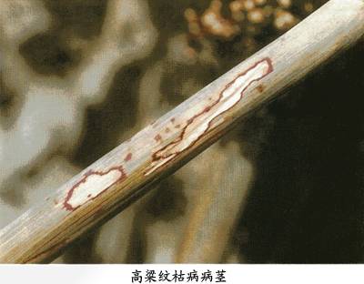 高粱纹枯病相关图