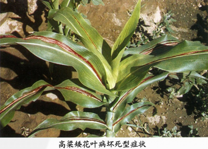 高粱矮花叶病