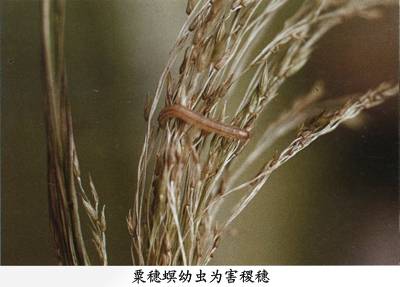 粟穗螟相关图
