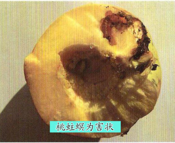 桃蛀螟危害1