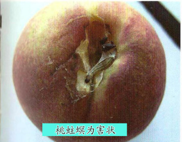 桃蛀螟幼虫危害